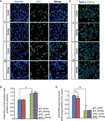 NRXN1 Deletion and Exposure to Methylmercury Increase Astrocyte Differentiation by Different Notch-Dependent Transcriptional Mechanisms